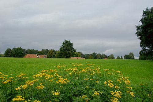 meadow