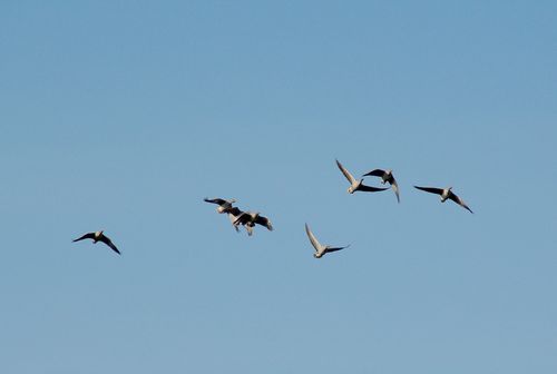 geese