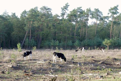 cows