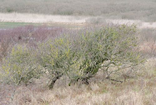 dune landscape