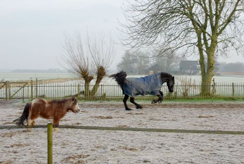 paard en pony