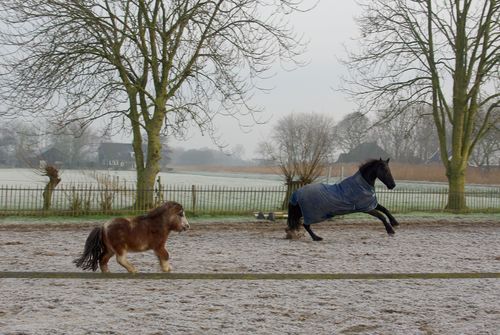 horse and pony