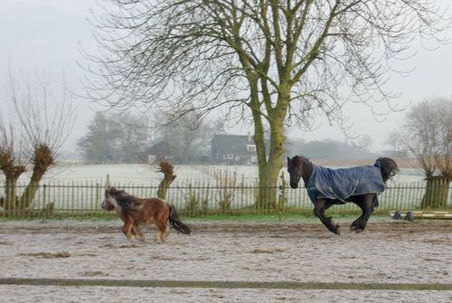 paard en pony