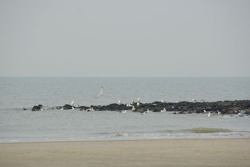 gulls