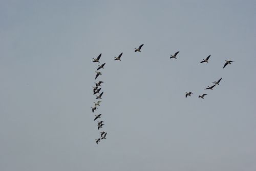 geese