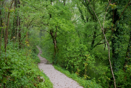 forest path