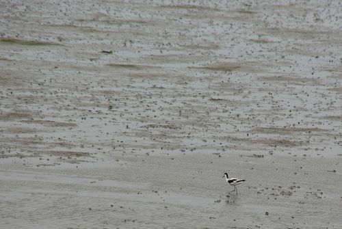 Terschelling