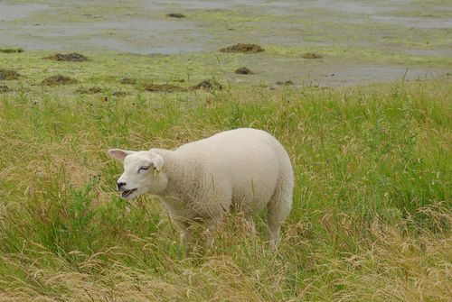 Terschelling