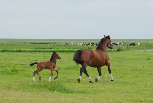 Terschelling