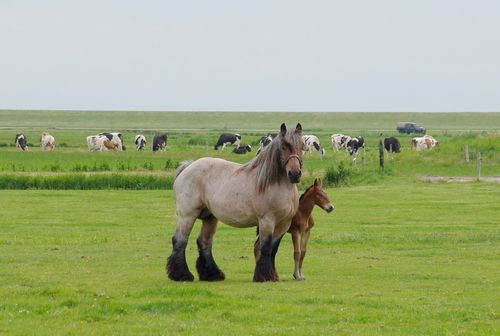 Terschelling