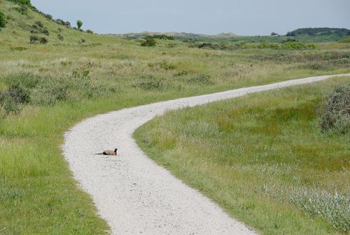 Terschelling