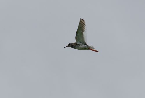 Terschelling