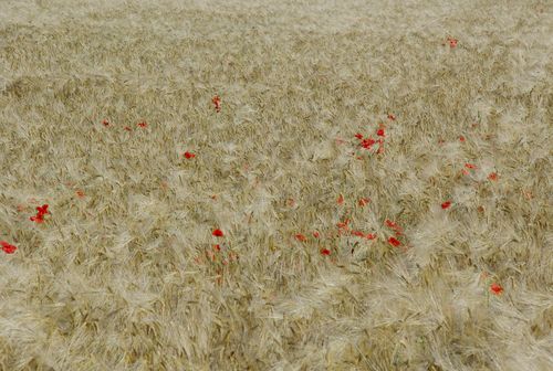 field with poppies