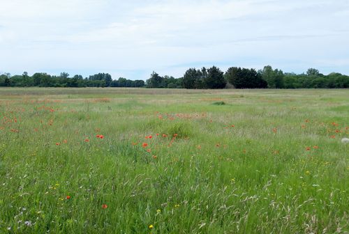 meadow