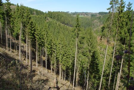 pine-trees