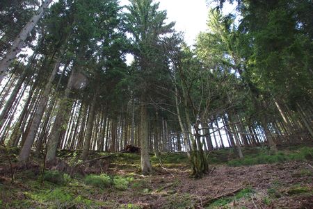 forest through a wide-angle lens