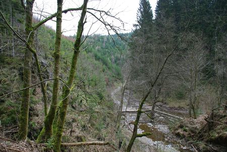 forest with river