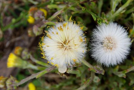 dandelion