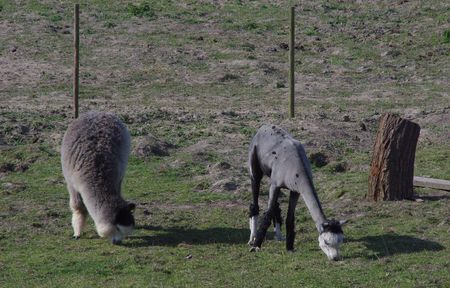 two alpacas