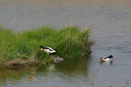 ducks with young