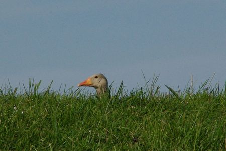 goose in hiding