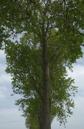 line of trees