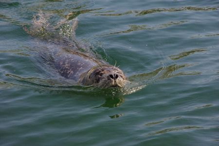 zeehond