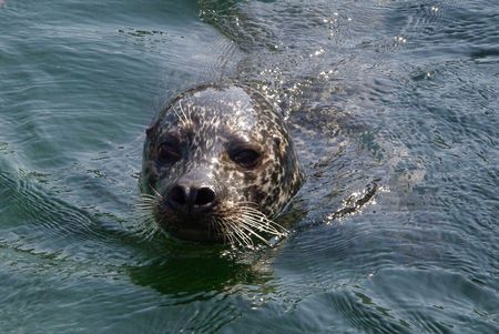 zeehond