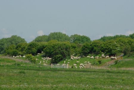 meadow with sheep on a dike