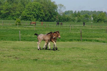 veulens van trekpaarden