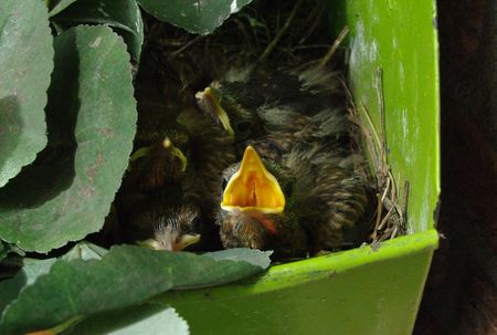 nest of blackbirds in between plastic plants