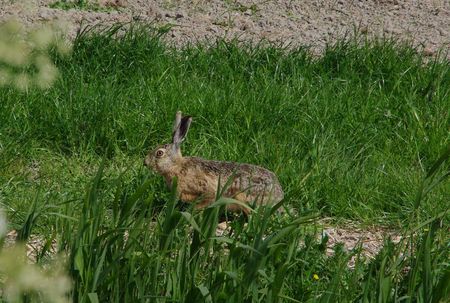 hare