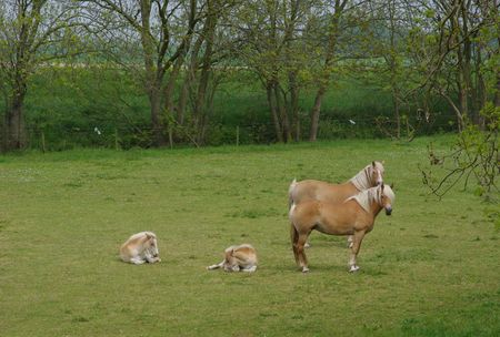 twee paarden met veulens