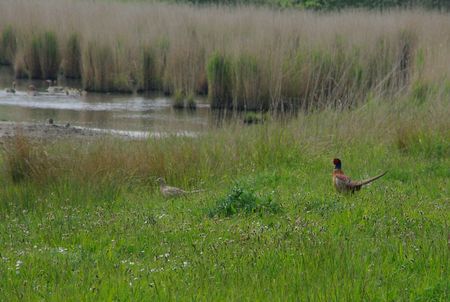 pheasants