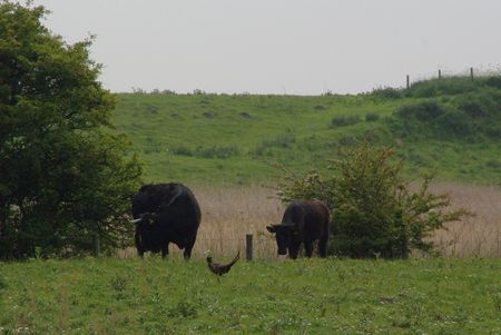 cow, pheasant and calf