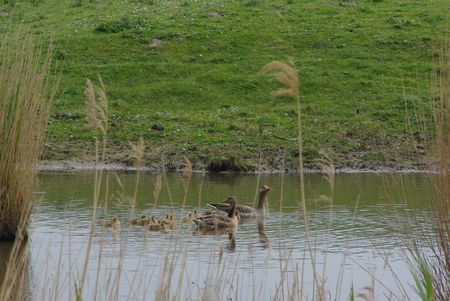 geese with young