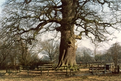 De Dikke Boom van Verwolde