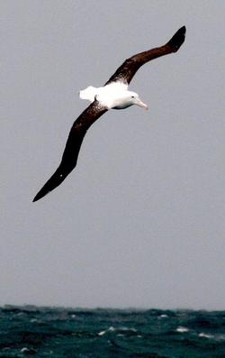 Albatros