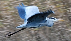 Blauwe reiger