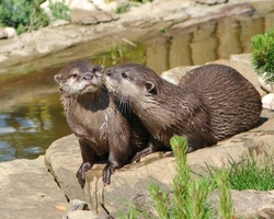 Otters