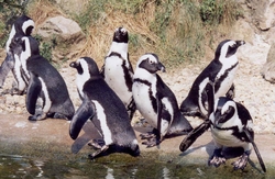 Pinguïns in Burgers' Zoo.