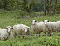 Schapen